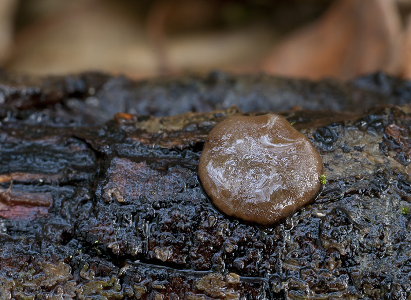 Pachyella babingtonii